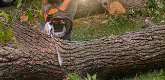How Our Tree Care Process Works  in  Culloden, WV