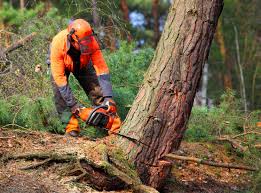 Mulching Services in Culloden, WV