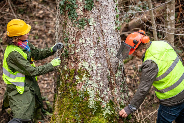 Trusted Culloden, WV Tree Care Experts